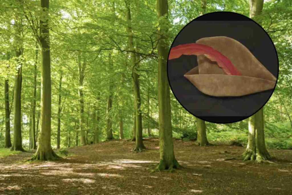 Tra le sue meraviglie, c’è un piccolo borgo che molti definiscono il “Robin Hood italiano”: Radicofani.