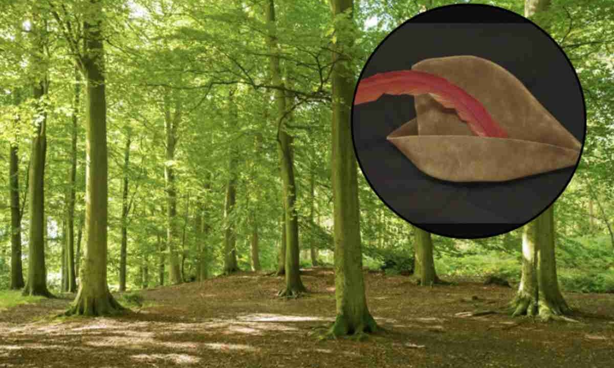 Tra le sue meraviglie, c’è un piccolo borgo che molti definiscono il “Robin Hood italiano”: Radicofani.