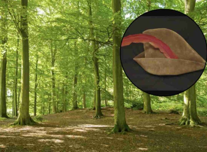 Tra le sue meraviglie, c’è un piccolo borgo che molti definiscono il “Robin Hood italiano”: Radicofani.