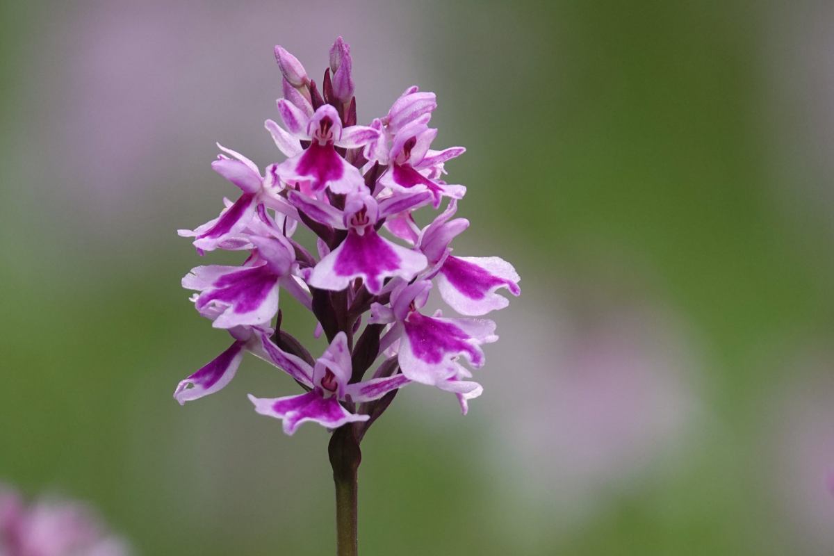 Orchidea rara Italia addio