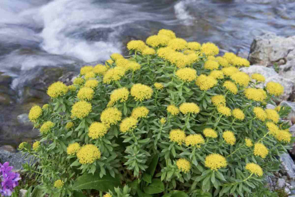 La rhodiola rosea, nota anche come radice d’oro, è un'altra pianta che ha dimostrato di avere effetti
