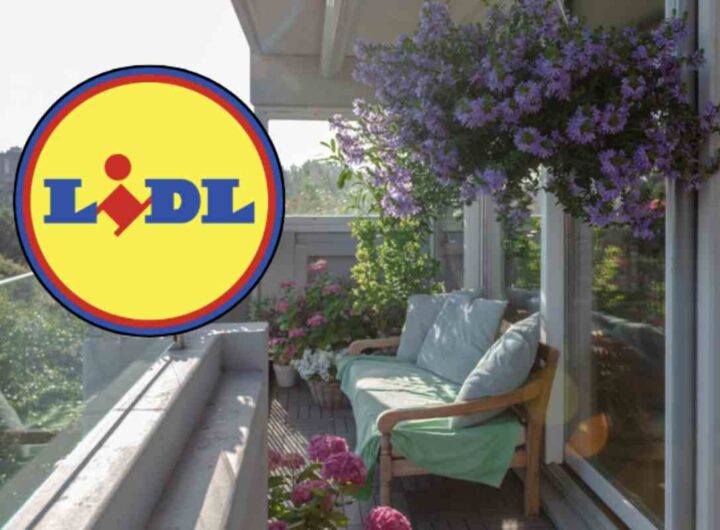 La catena di supermercati tedesca lancia una vasta selezione di piante da interno ed esterno, tutte a prezzi incredibilmente accessibili