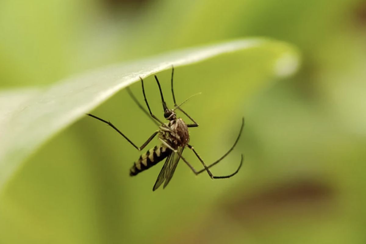 Oltre a utilizzare rimedi naturali, è importante adottare alcune pratiche preventive per mantenere