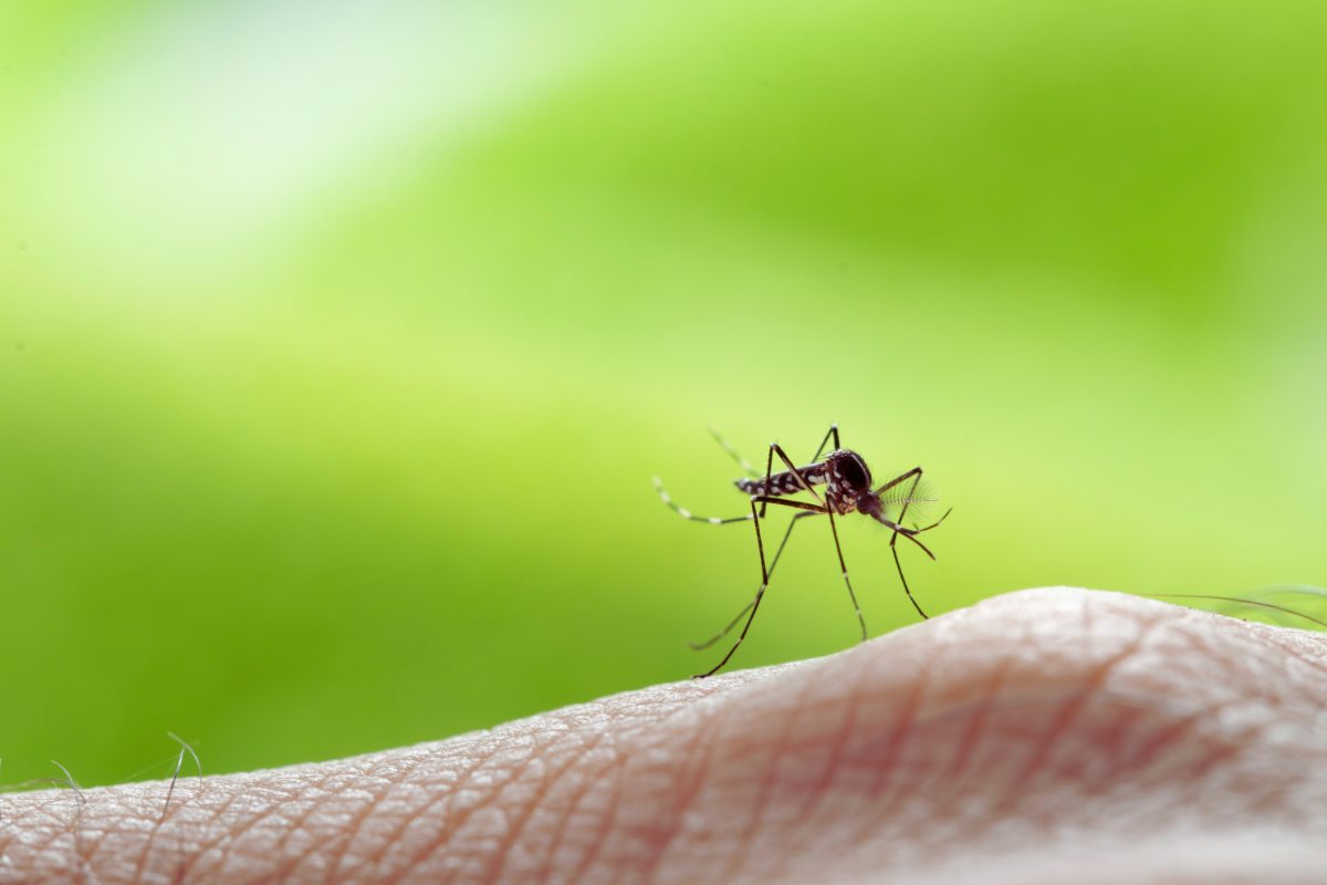 Zanzare ko con questi trucchi naturali