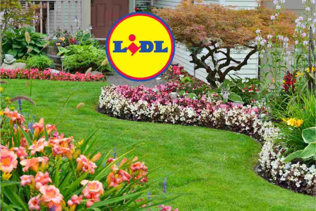 Lidl piante in offerta