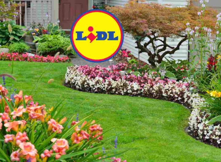 Lidl piante in offerta