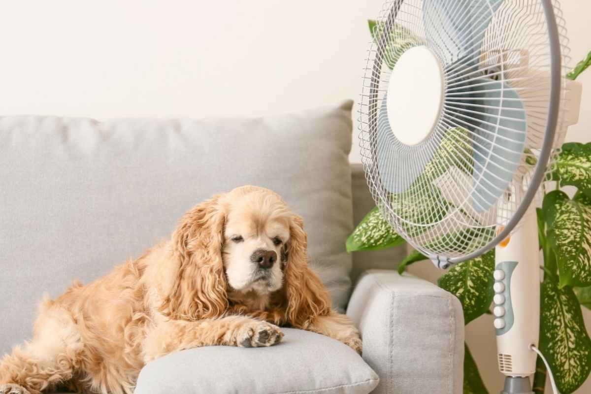ventilatore