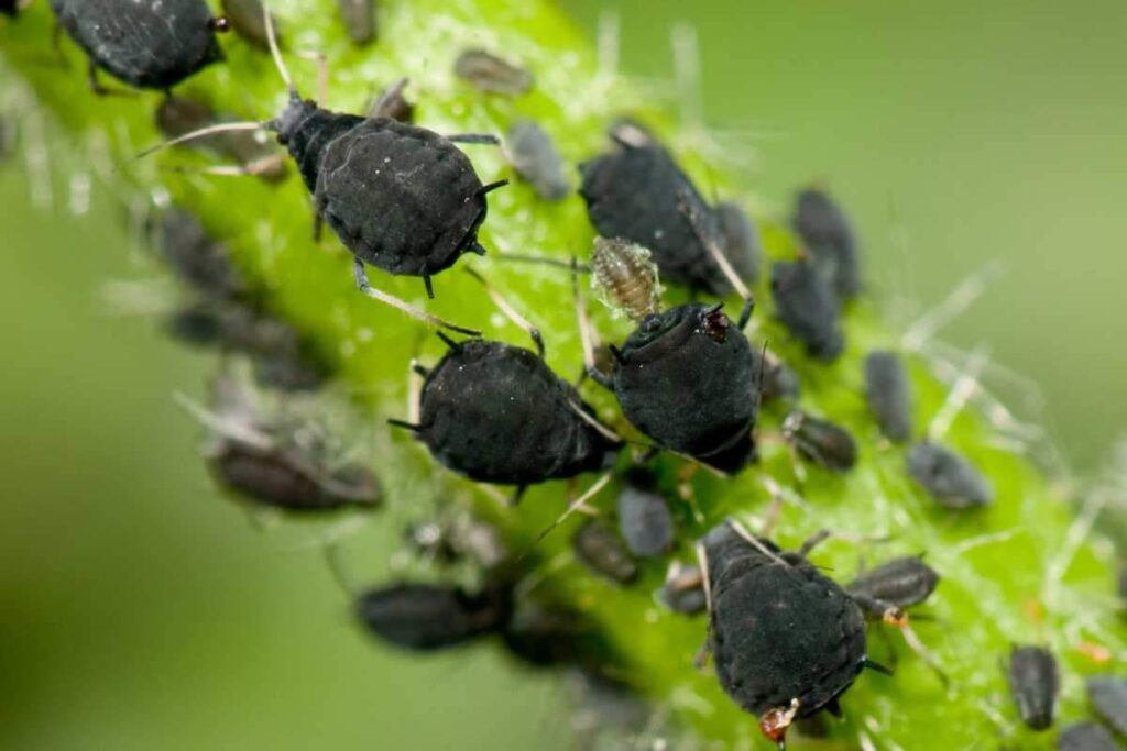 Insetti piante rimedi