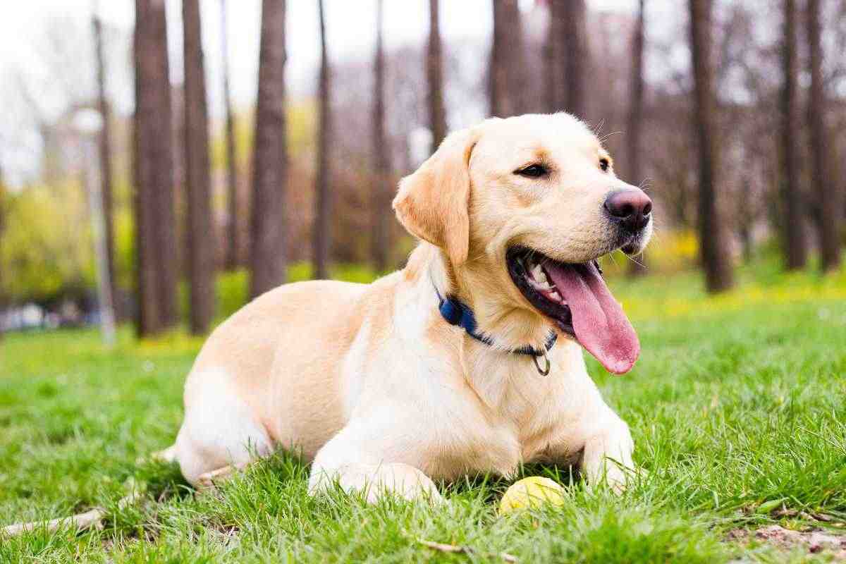 Cane test psicologia
