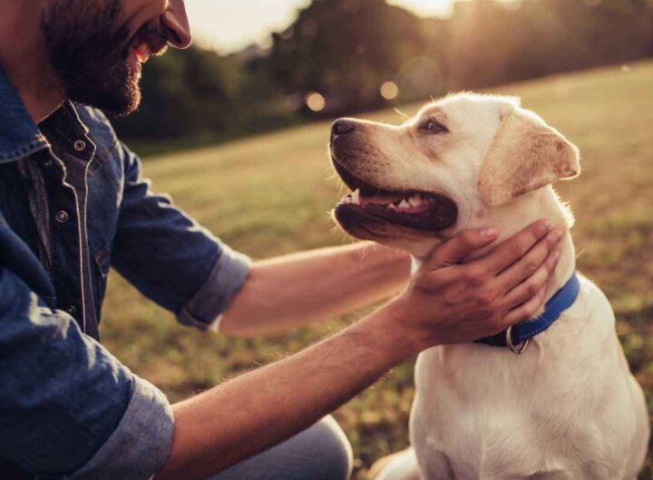 Cane test psicologia