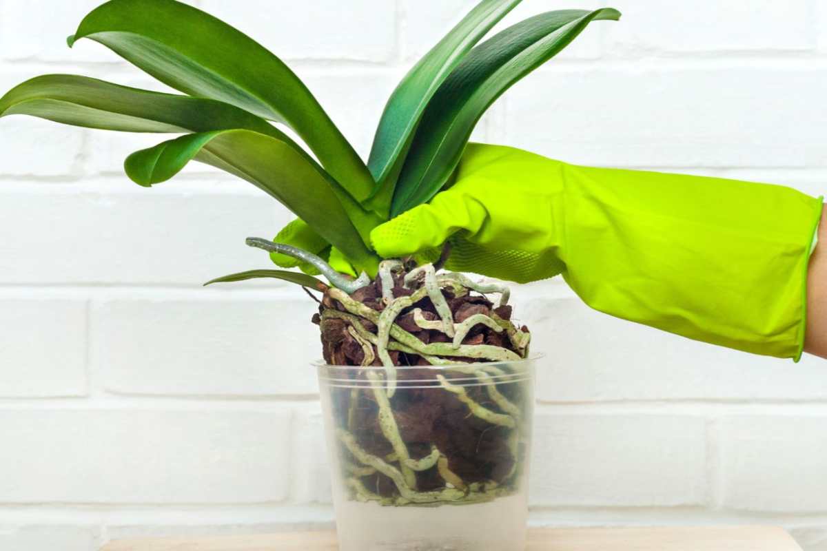 cura orchidea