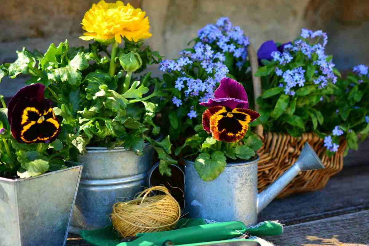 fiori