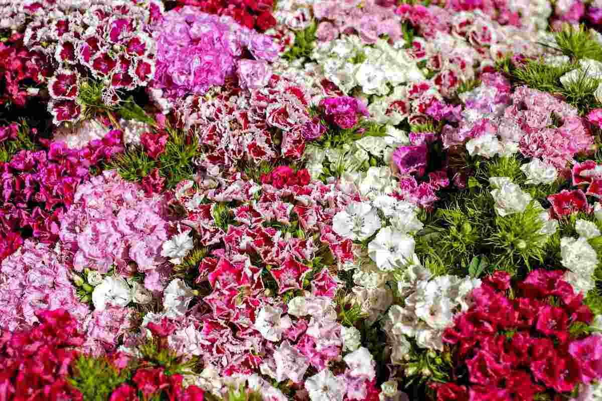 Come trasformare il tuo giardino in un’esplosione di colori: garofani e dettagli