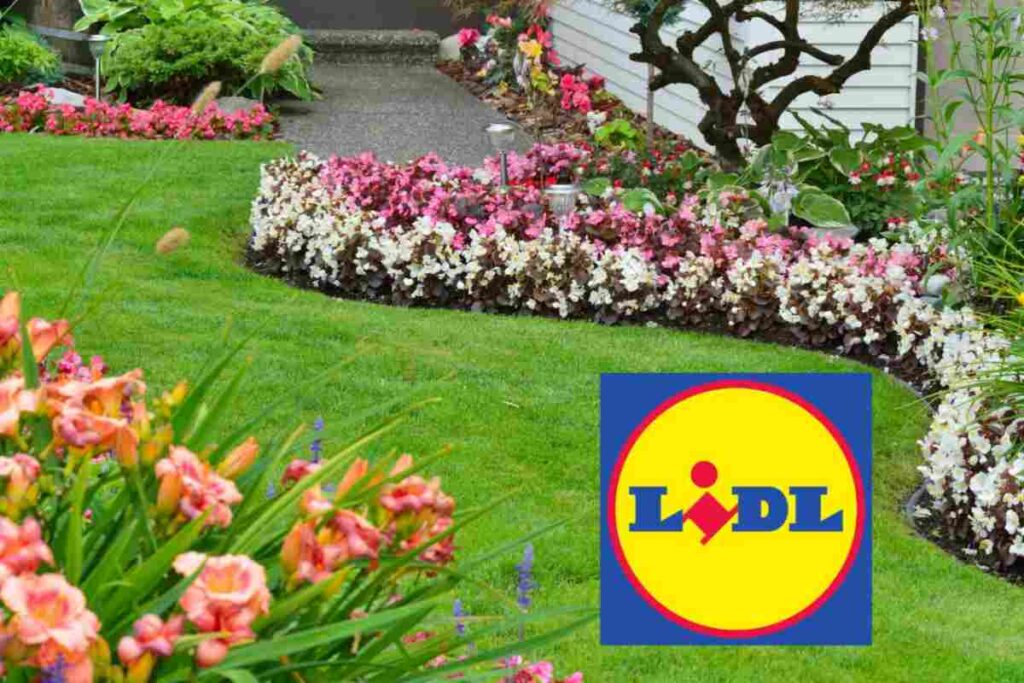 giardino lidl
