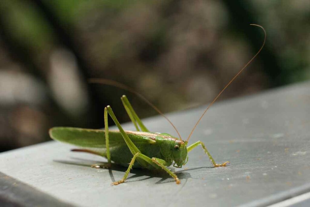 Come evitare che i grilli entrino in casa di notte: ecco i dettagli