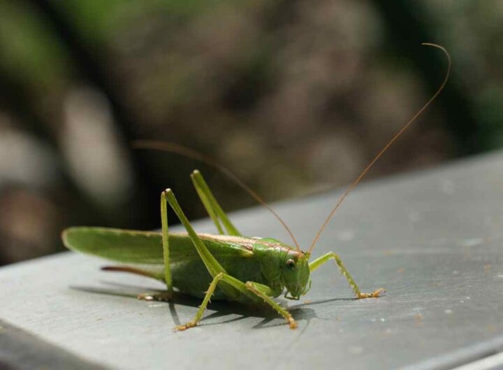 Come evitare che i grilli entrino in casa di notte: ecco i dettagli