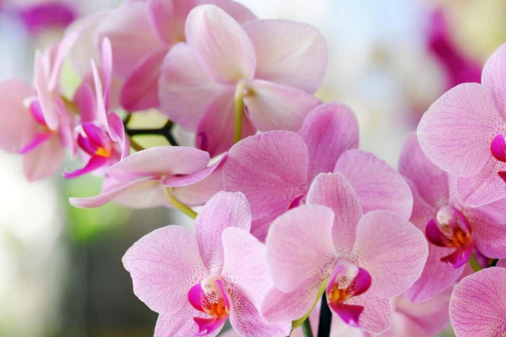orchidea