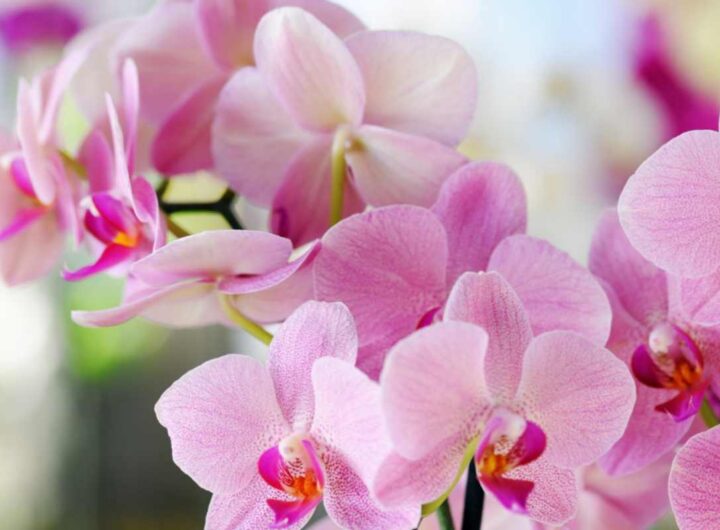 orchidea