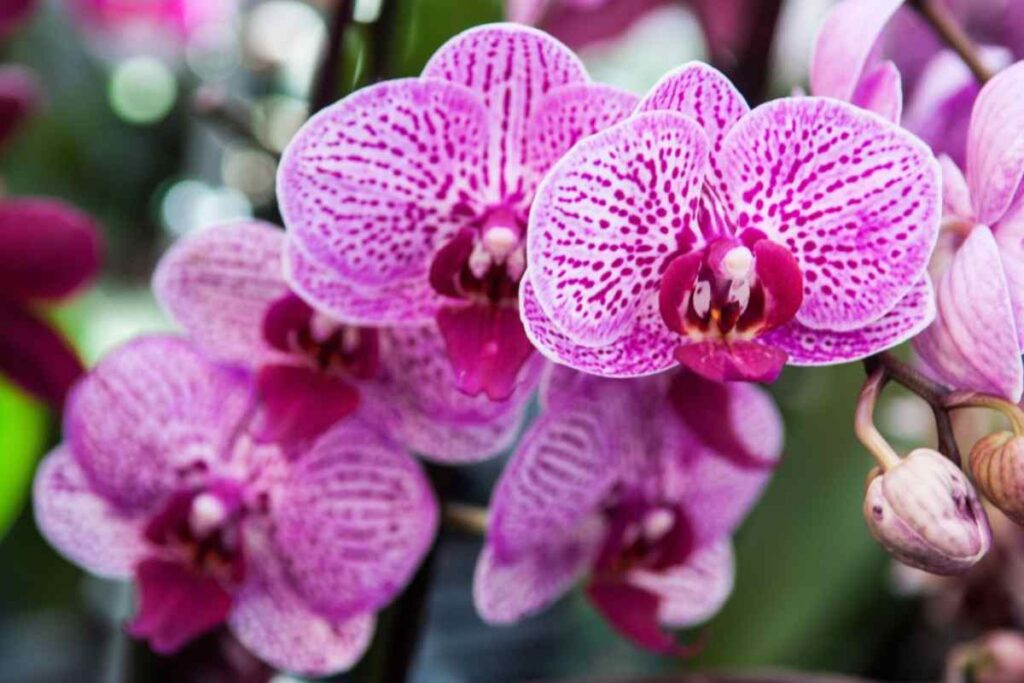 orchidea