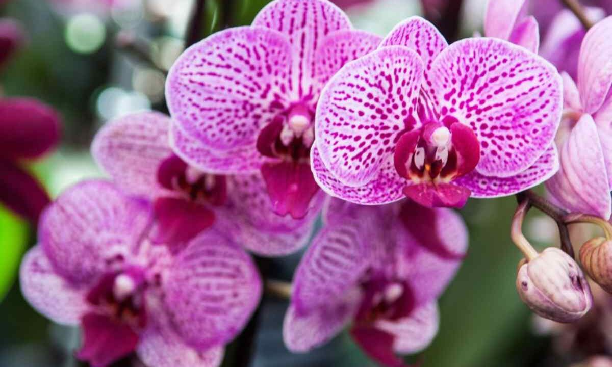 orchidea