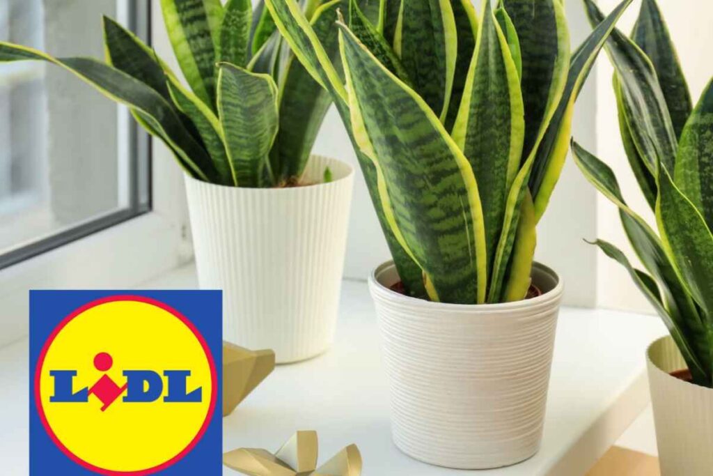 piante lidl