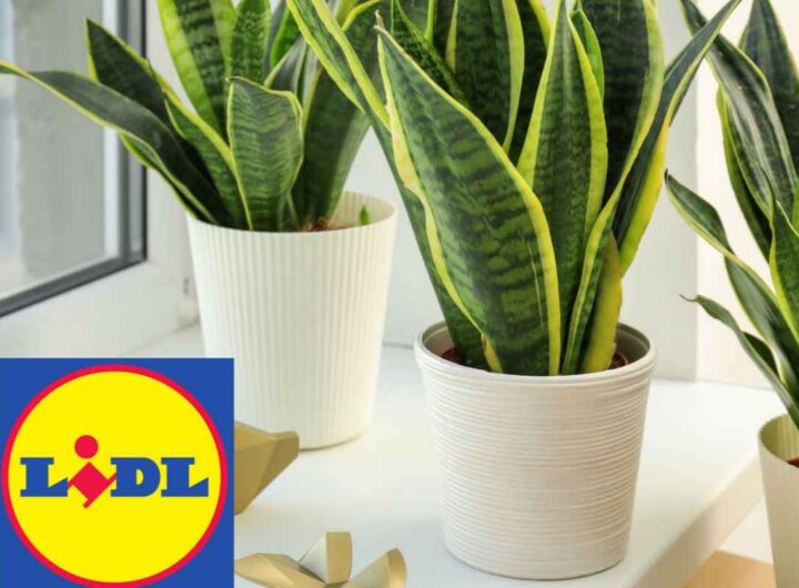 piante lidl