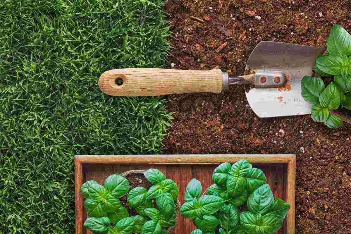 Gli esperti di giardinaggio non hanno dubbi: bastano queste piante ed è fatta