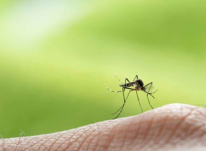 Gli esperti di giardinaggio non hanno dubbi sull'addio alle zanzare