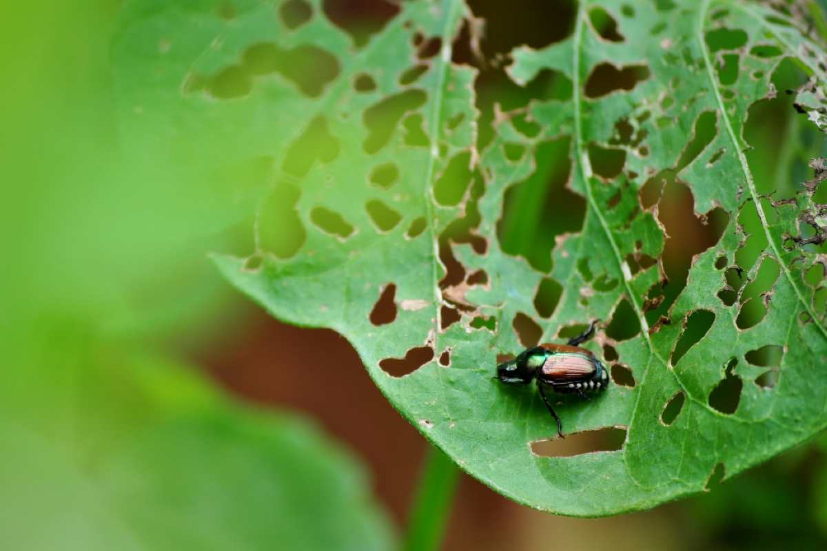 Scarabeo giapponese