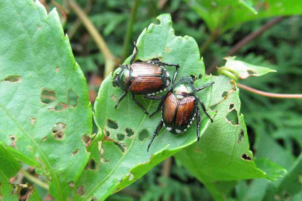 Scarabeo giapponese