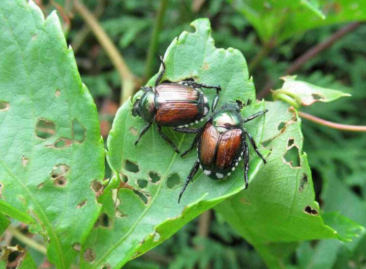 Scarabeo giapponese