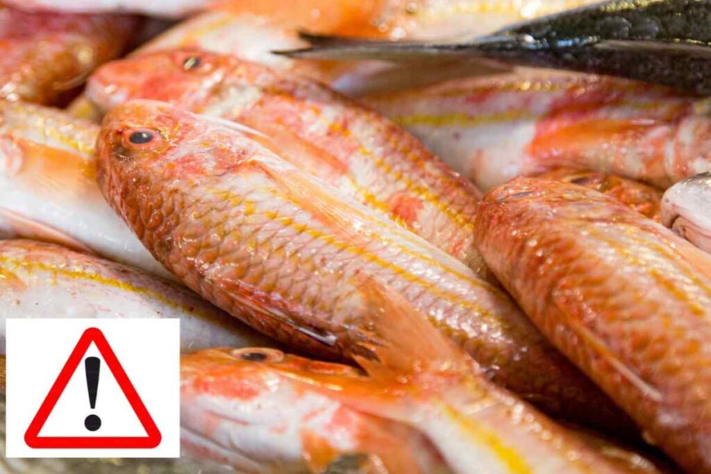 allerta pesce