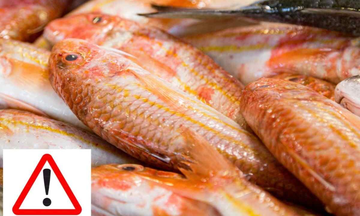 allerta pesce