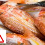 allerta pesce