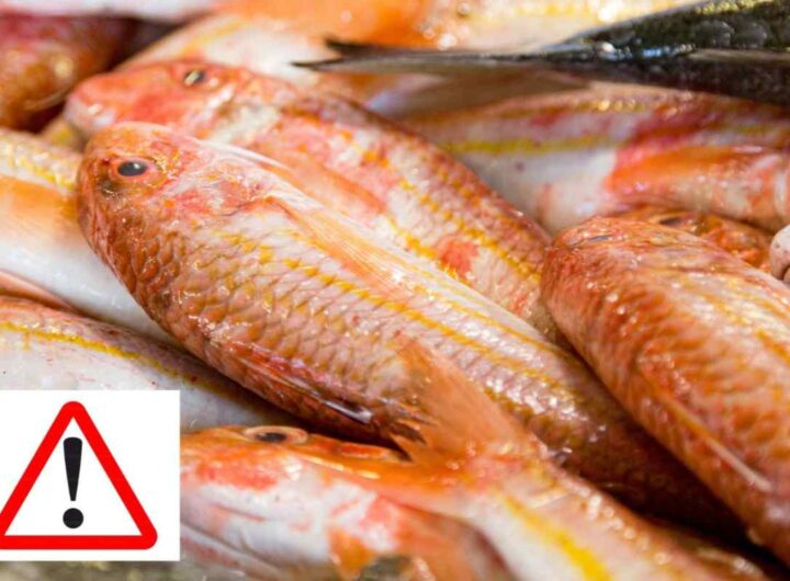 allerta pesce
