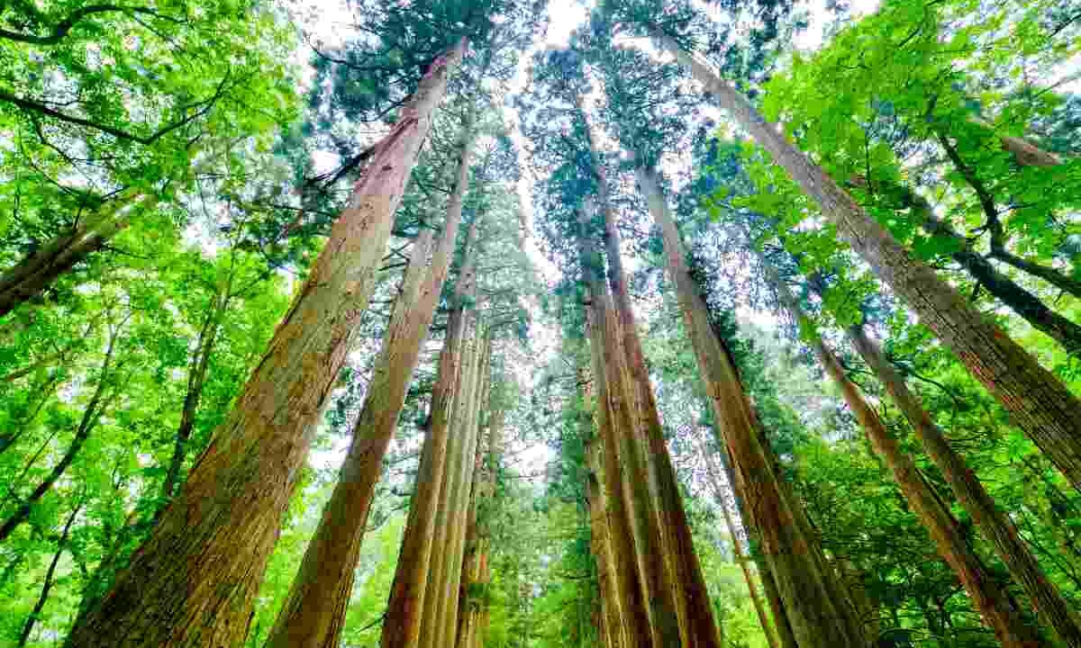 Ti innamorerai della favolosa Foresta dei Cedri di Dio