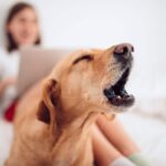 Se il tuo cane abbaia nel vuoto non ignorarlo: ecco cosa potrebbe significare davvero